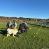 2024_hundeplus_schnappschuesse_IMG_2599