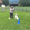 2024_hundeplus_schnappschuesse_da4765b7-cf82-4461-bc7f-296664c24b6d