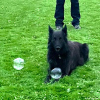 2024_hundeplus_schnappschuesse_ef882b09-f6df-4504-9e72-b037ee5d7f86