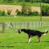 2012_schutzdienst_bild_021