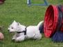 Schweizer Westie-Förderverein Juli 2009