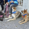 2008_spalier_DSC02813