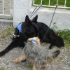 2008_spalier_DSC02814