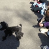2012_therapiehunde-einsatz_DSC07258