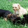 2008_hundeschueler_003_03