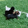 2008_hundeschueler_004_04