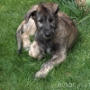 2008_hundeschueler_Brad