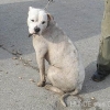 2008_hundeschueler_Chicka