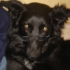 2008_hundeschueler_Cicca