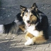 2008_hundeschueler_Cyra