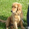 2008_hundeschueler_DSC01274