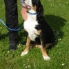 2008_hundeschueler_DSC01275