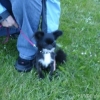 2008_hundeschueler_DSC01334