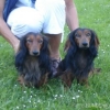 2008_hundeschueler_DSC01335