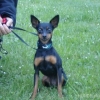2008_hundeschueler_DSC01336