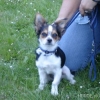 2008_hundeschueler_DSC01337