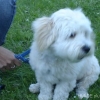 2008_hundeschueler_DSC01342