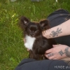 2008_hundeschueler_DSC01510
