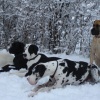 2008_hundeschueler_DSC03388