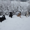 2008_hundeschueler_DSC03428
