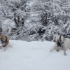 2008_hundeschueler_DSC03430
