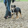 2008_hundeschueler_DSC0493