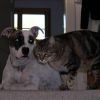 2008_hundeschueler_DSCN1126