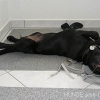 2008_hundeschueler_Dana