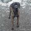 2008_hundeschueler_Djuk