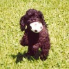2008_hundeschueler_HS_Pudel1