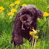 2008_hundeschueler_HS_Pudel2