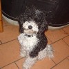 2008_hundeschueler_Hanna