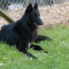 2008_hundeschueler_Hundeschüler4
