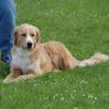 2008_hundeschueler_Hundeschüler5