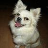 2008_hundeschueler_Jessie1