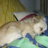 2008_hundeschueler_Jessie2