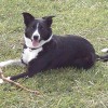 2008_hundeschueler_Jessy2