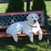 2008_hundeschueler_Joker2