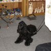 2008_hundeschueler_Junghund-Isko