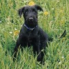 2008_hundeschueler_Merlot