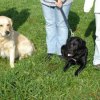 2008_hundeschueler_Nike-und-Luna2