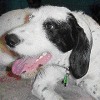 2008_hundeschueler_Pino1