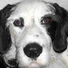 2008_hundeschueler_Pino2