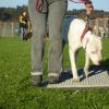 2008_hundeschueler_Schüler_12