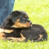 2008_hundeschueler_Schüler_15