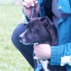 2008_hundeschueler_Schüler_16