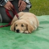 2008_hundeschueler_Schüler_31