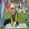 2008_hundeschueler_Schüler_6