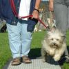 2008_hundeschueler_Schüler_7