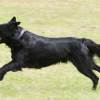 2008_hundeschueler_Shady
